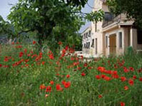 Blomsterprakt i Provence